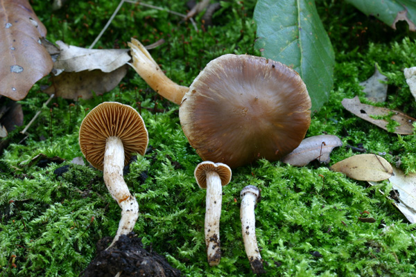 Cortinarius vernus